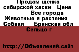 Продам щенка сибирской хаски › Цена ­ 8 000 - Все города Животные и растения » Собаки   . Брянская обл.,Сельцо г.